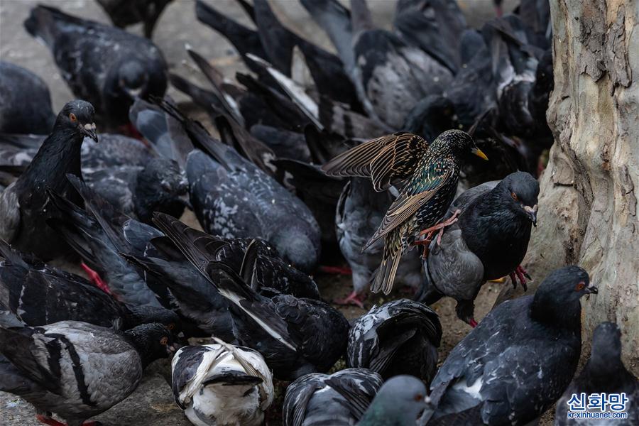 （国际疫情&middot;XHDW）（2）空城巴黎:小鸟上街 鸭子当道