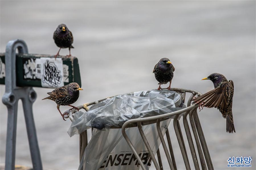 （国际疫情&middot;XHDW）（7）空城巴黎:小鸟上街 鸭子当道