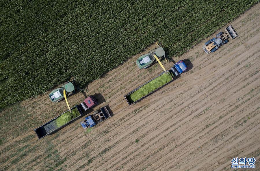 （经济）（4）宁夏平罗：青贮玉米收割忙