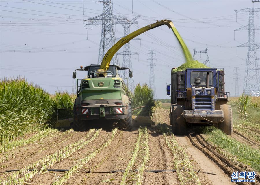 （经济）（2）宁夏平罗：青贮玉米收割忙