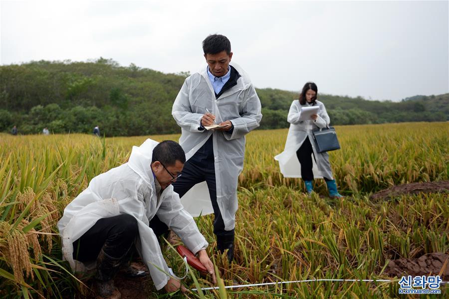 （图文互动）（4）1603.9公斤！袁隆平团队研发的杂交水稻双季亩产刷新纪录