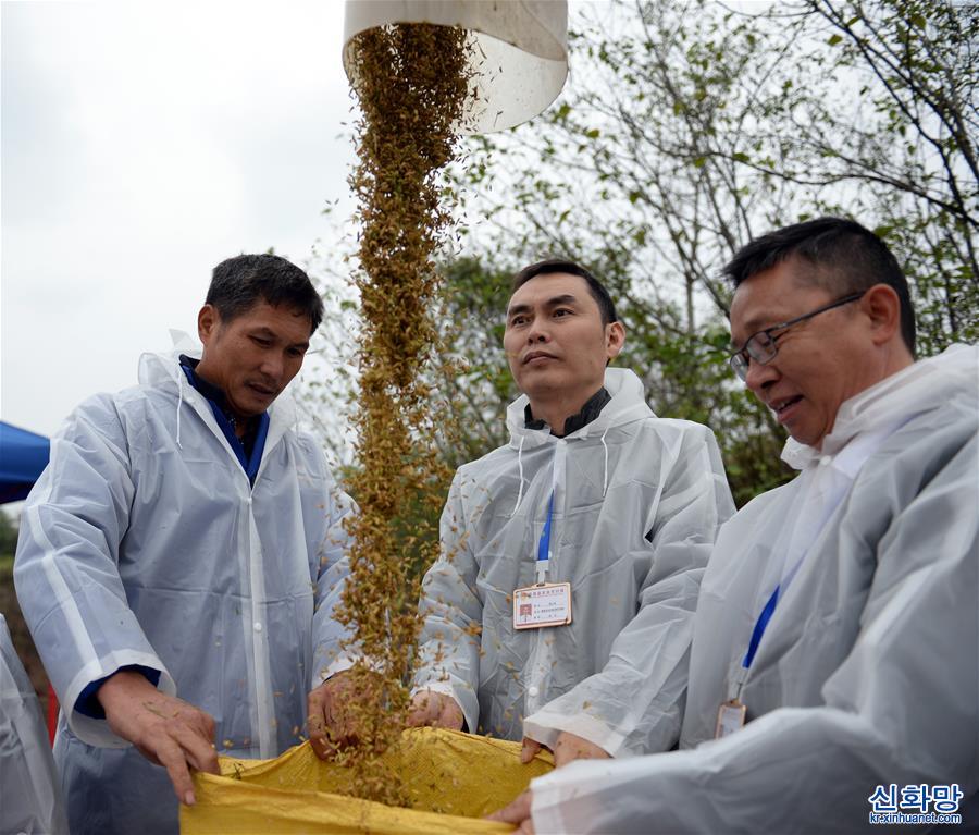 （图文互动）（9）1603.9公斤！袁隆平团队研发的杂交水稻双季亩产刷新纪录
