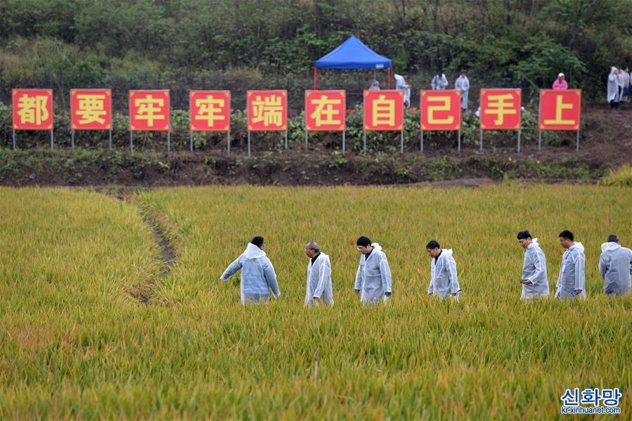 （图文互动）（5）1603.9公斤！袁隆平团队研发的杂交水稻双季亩产刷新纪录