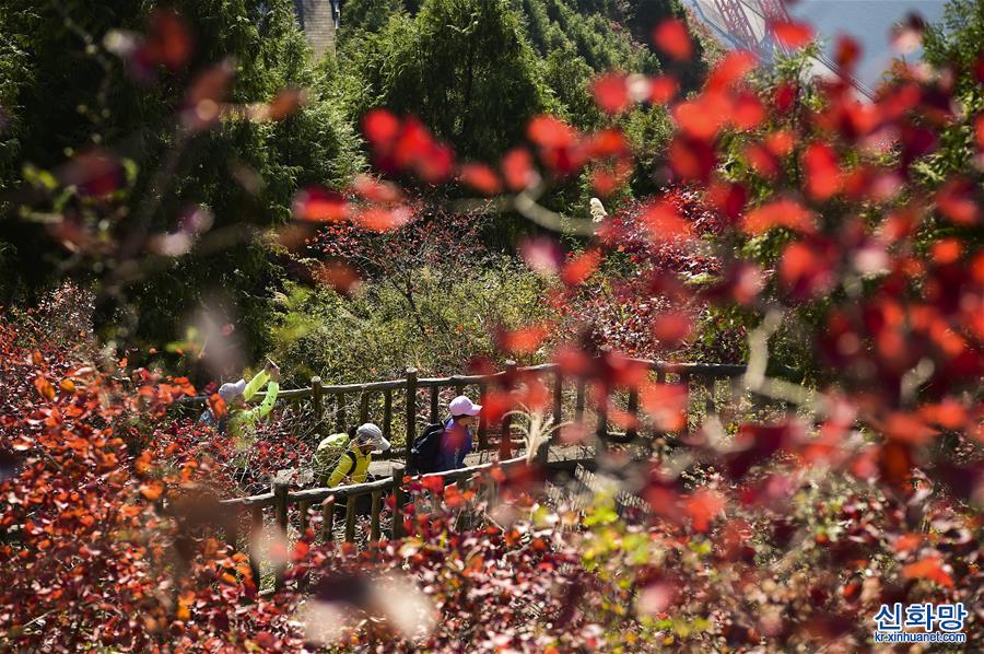 （生态）（3）重庆巫山：红叶引客来