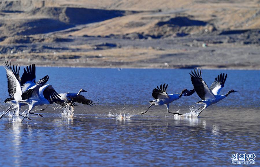 （环境）（4）黑颈鹤的越冬乐园