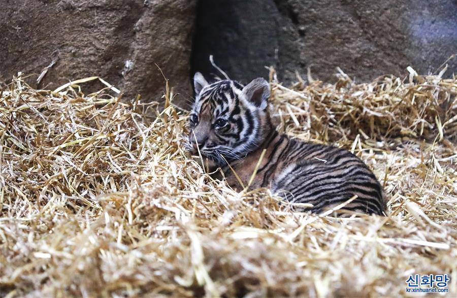 （国际）（2）虎年看虎：伦敦动物园喜迎苏门答腊小萌虎