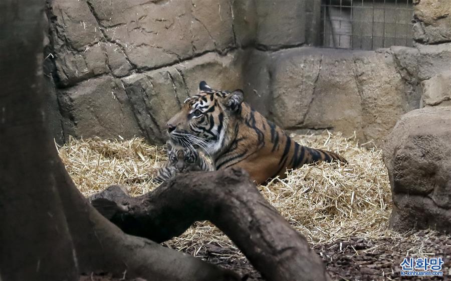 （国际）（5）虎年看虎：伦敦动物园喜迎苏门答腊小萌虎