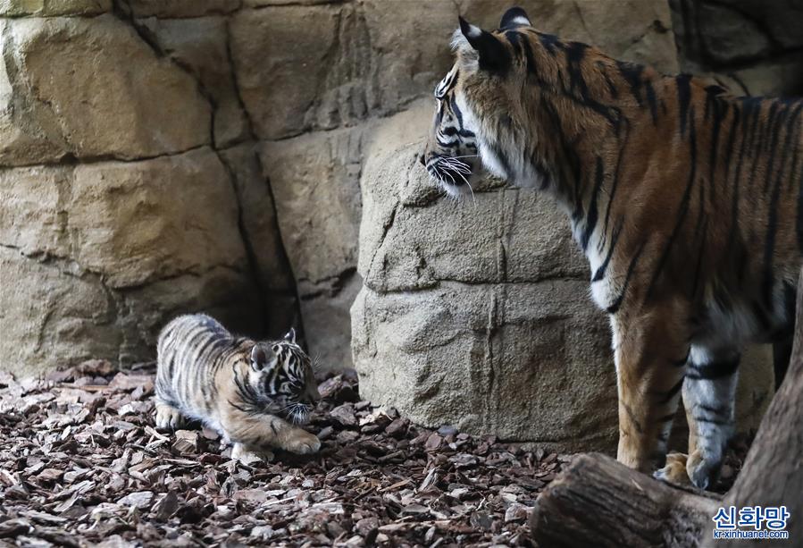 （国际）（4）虎年看虎：伦敦动物园喜迎苏门答腊小萌虎