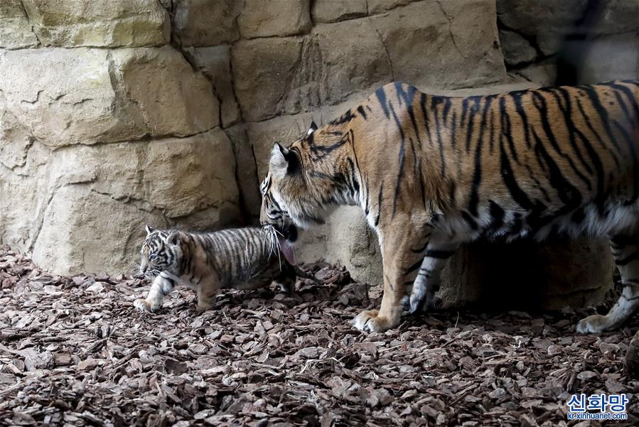 （国际）（6）虎年看虎：伦敦动物园喜迎苏门答腊小萌虎