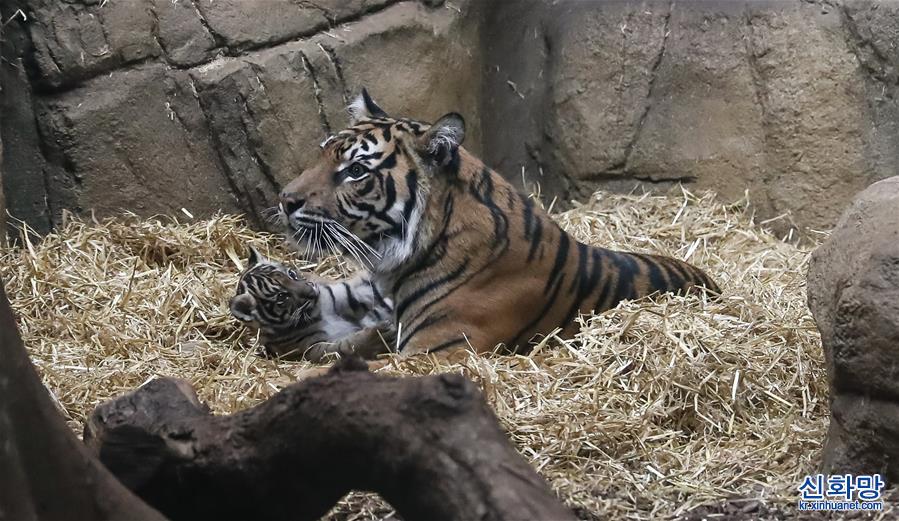 （国际）（3）虎年看虎：伦敦动物园喜迎苏门答腊小萌虎