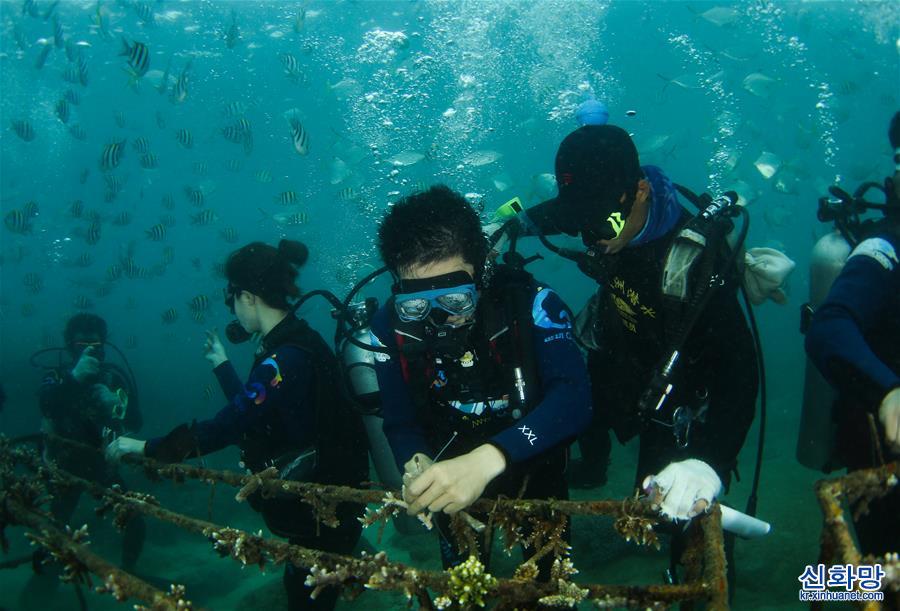 （社会）（1）海南三亚：种珊瑚 迎新春