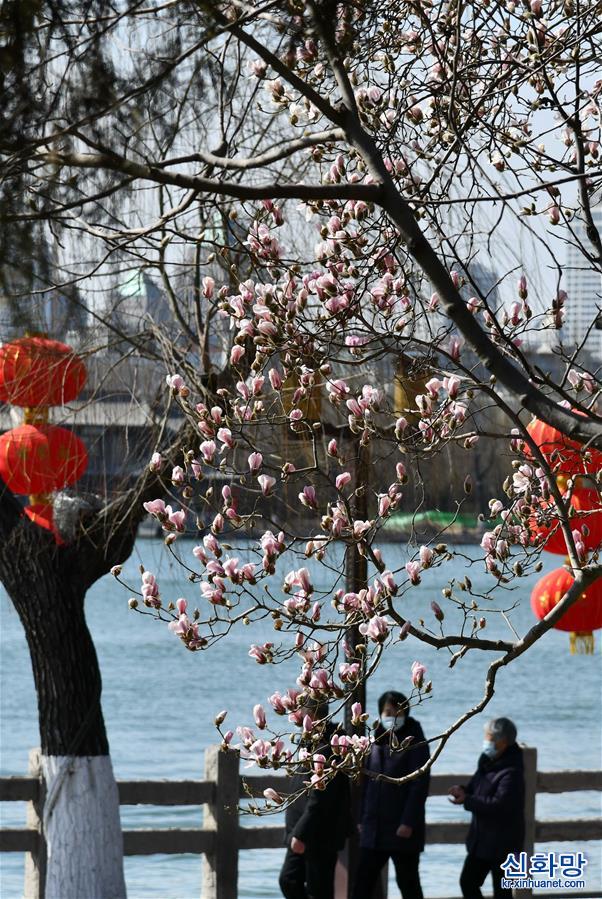 （社会）（3）济南：大明湖畔玉兰花绽放