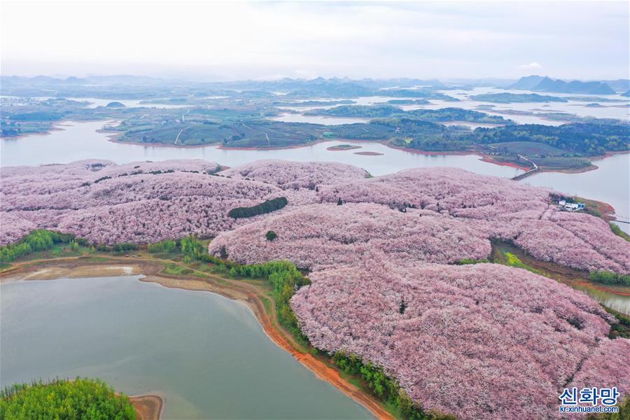 （新华视界）（5）贵州：大美樱花 春日竞放