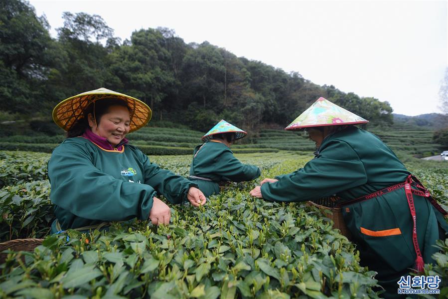 （经济）（4）西湖龙井“明前茶”开采
