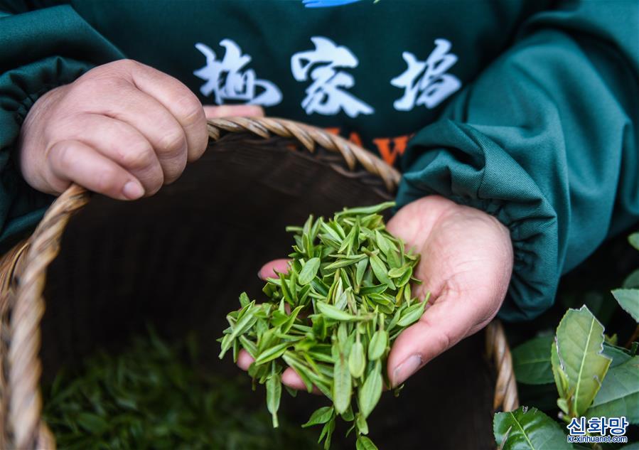 （经济）（7）西湖龙井“明前茶”开采