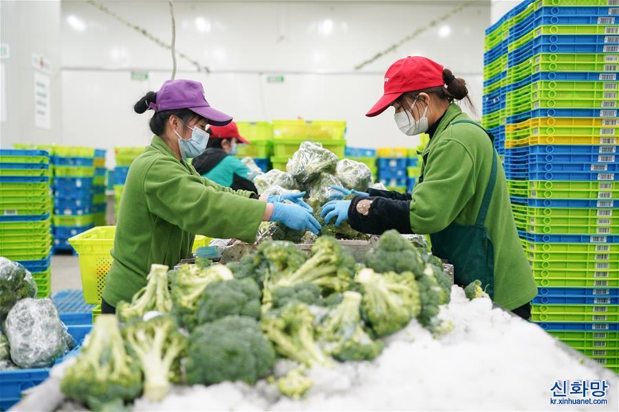 （聚焦疫情防控·新华视界）（1）上海物资供应：你们的蔬菜这样配送到家