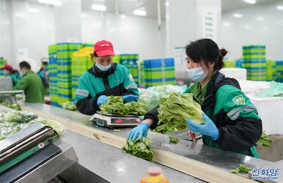 （聚焦疫情防控·新华视界）（2）上海物资供应：你们的蔬菜这样配送到家