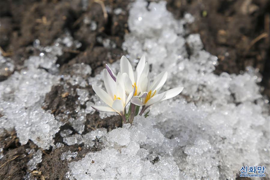 （环境）（7）新疆：顶冰花破雪绽放