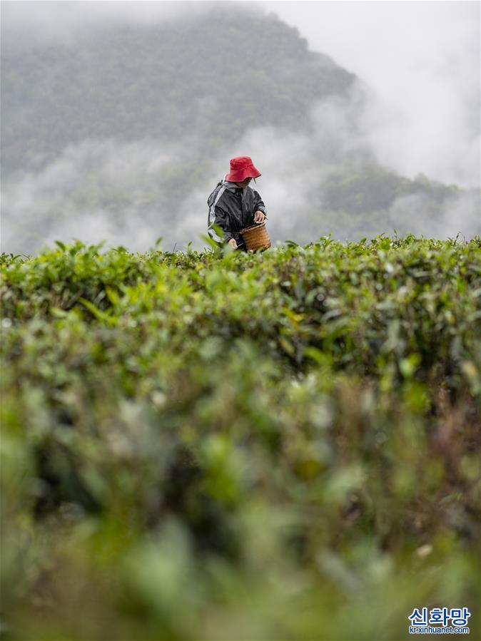（经济）（5）西藏：墨脱茶叶香 致富“金叶子”