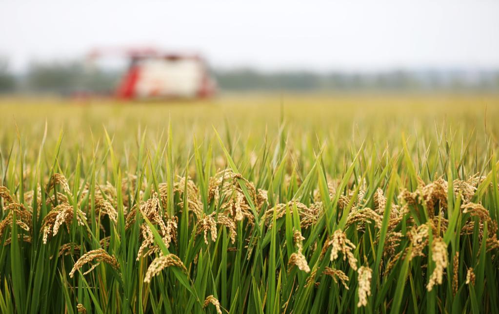 中 농업농촌부 “추곡 생산량 증가는 기정사실”