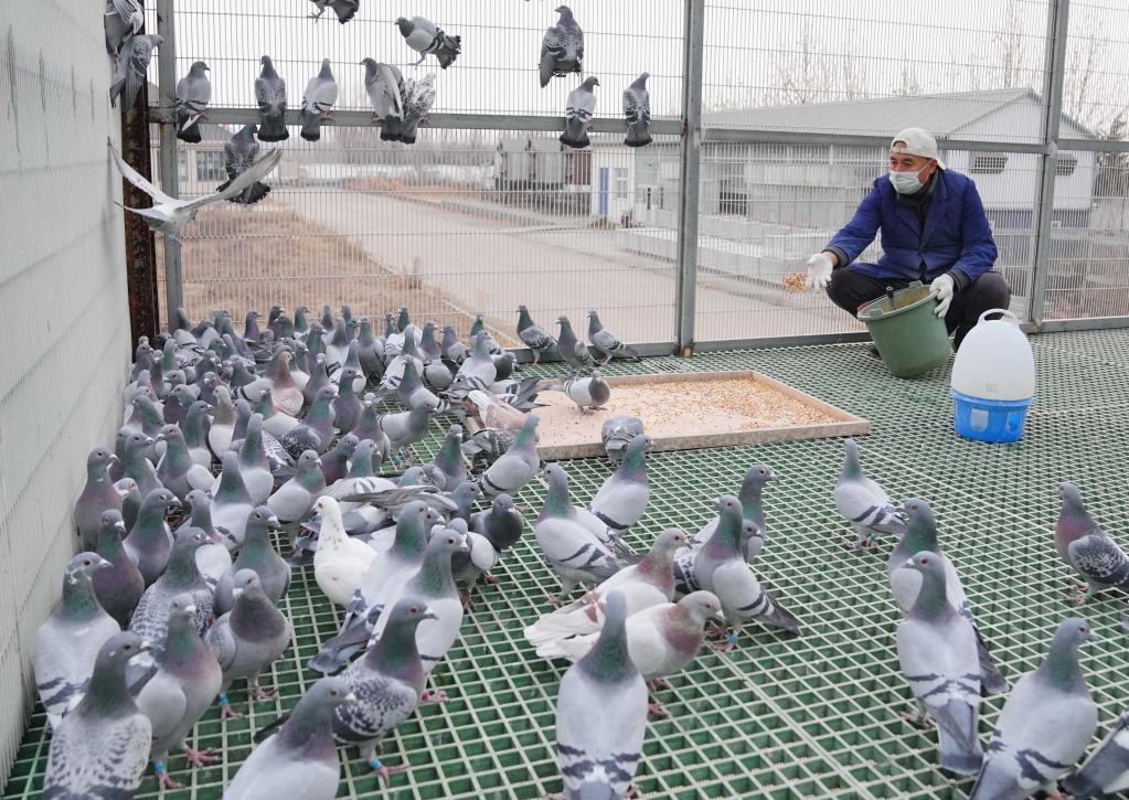 비둘기 사육 등 지역특화양식 육성해 농가 소득증대 기여