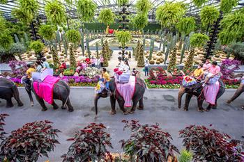 태국 농눅빌리지에서 펼쳐진 이색 풍경…코끼리 타고 합동결혼식