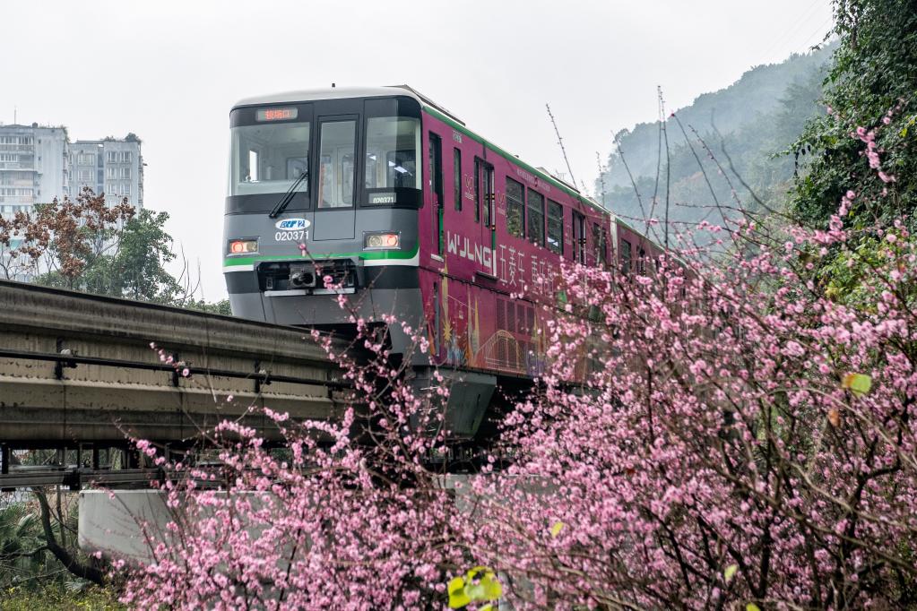 中 충칭에 찾아온 봄…봄꽃 사이를 누비는 열차