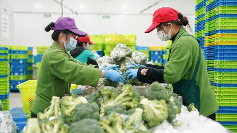 中 상하이시, 채소 공급 보장 ‘전력투구’