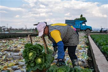 윈난퉁하이: 봄농사로 바쁜 부지런한 농사꾼