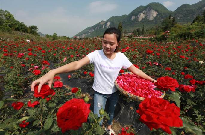 구이저우 비제: ‘꽃 경제’ 소득 증대 도와