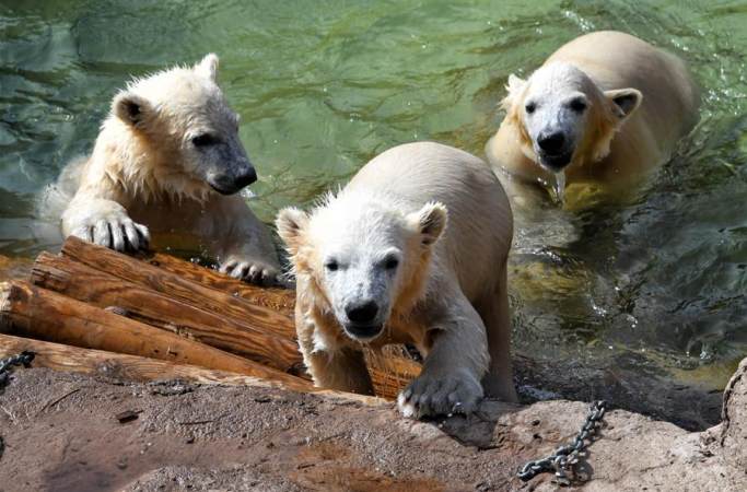 새끼 북극곰 세 쌍둥이