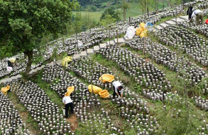 구이저우 젠허: 효율적인 산간지대 농업 발전…소득 증대에 일조