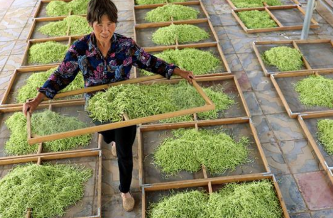 허베이 싱탕: 중약재 재배사업, ‘부의 추월차선’