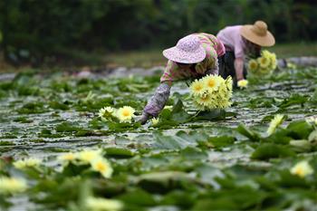 광시 류저우: 주핀샹수이 연꽃 수확 한창