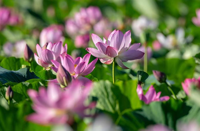 지린 전라이: 국가습지공원 연꽃 만개