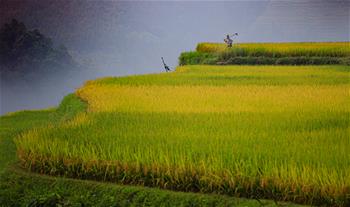 구이저우 충장: 그림같은 자방 다락밭