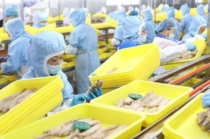 랴오닝 둥강: 어산물 가공 생산 안정