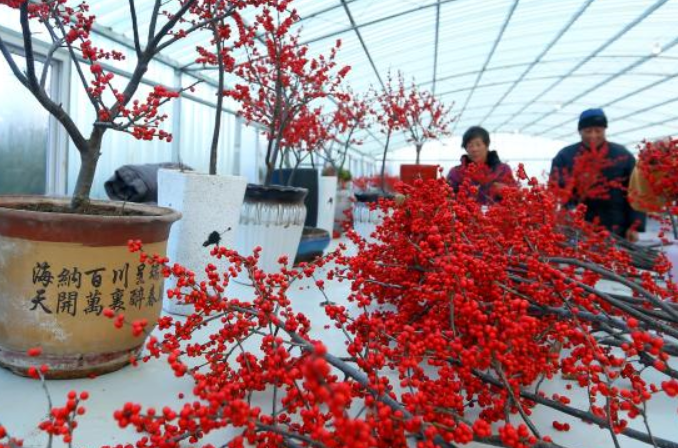 산둥 지모: 빨간 미국낙상홍 열매, 엄동설한에 판매 ‘불티’