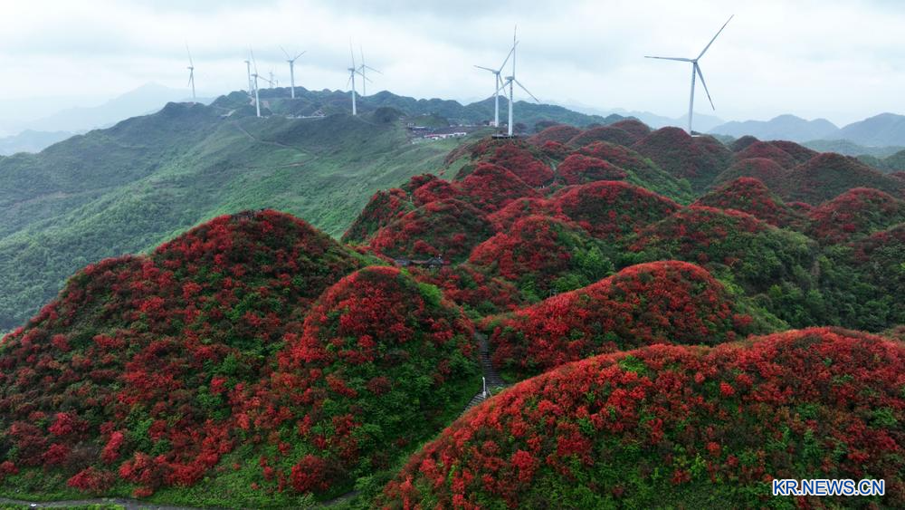 2024. 4. 23 ( 화 ) 提交 中 구이저우, 붉은 진달래로 “그림 같은 산”