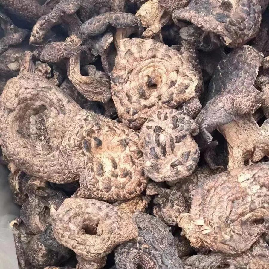 中 시짱산 버섯, 한국으로 첫 수출...특산품 수출 확대 기대