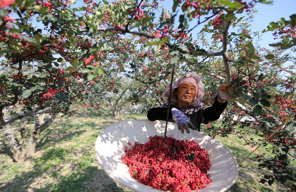 [사진] 中 간쑤 톈수이, 마라탕 핵심 재료 산초 수확철 맞아-Xinhua